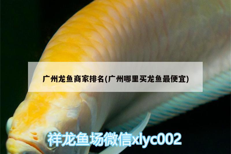 廣州龍魚商家排名(廣州哪里買龍魚最便宜)