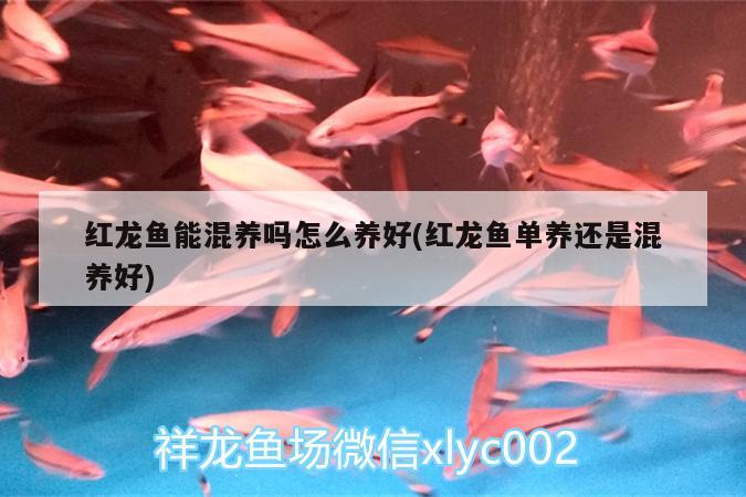 紅龍魚能混養(yǎng)嗎怎么養(yǎng)好(紅龍魚單養(yǎng)還是混養(yǎng)好) 喂食器