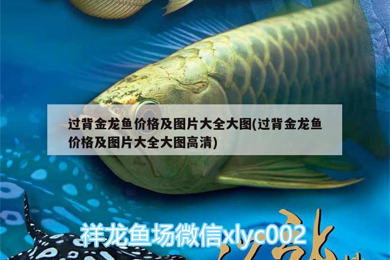 過背金龍魚價格及圖片大全大圖(過背金龍魚價格及圖片大全大圖高清) 金龍魚百科