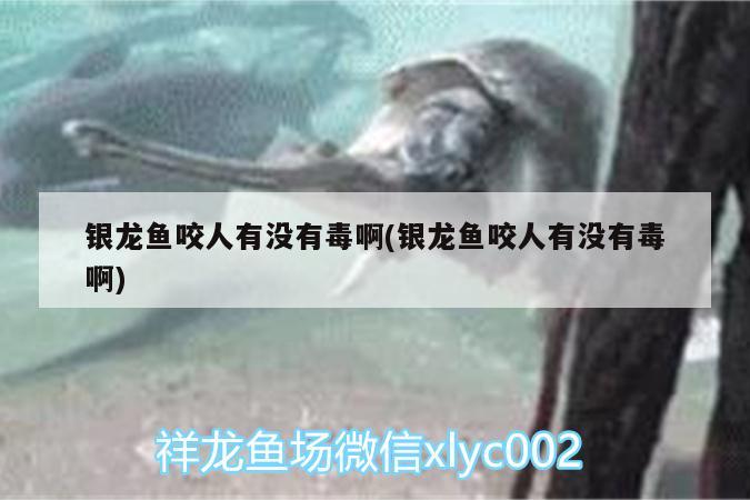 銀龍魚(yú)咬人有沒(méi)有毒啊(銀龍魚(yú)咬人有沒(méi)有毒啊)