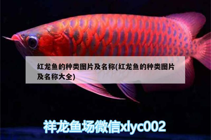 紅龍魚(yú)的種類(lèi)圖片及名稱(chēng)(紅龍魚(yú)的種類(lèi)圖片及名稱(chēng)大全)