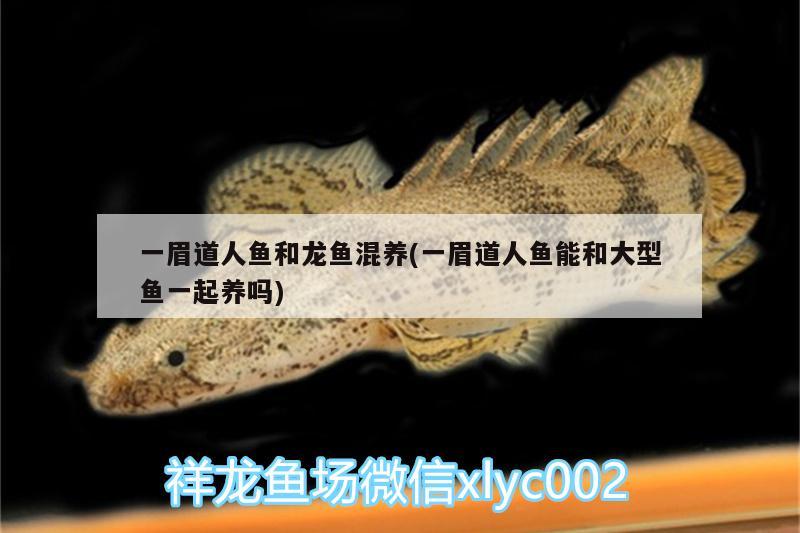 一眉道人魚(yú)和龍魚(yú)混養(yǎng)(一眉道人魚(yú)能和大型魚(yú)一起養(yǎng)嗎)