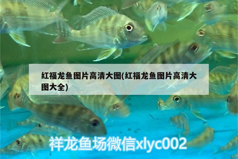 紅福龍魚圖片高清大圖(紅福龍魚圖片高清大圖大全)