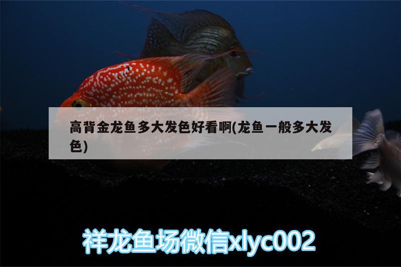 高背金龍魚多大發(fā)色好看啊(龍魚一般多大發(fā)色)