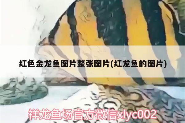 以“稻田”為主題的民宿客棧有哪些推薦，生態(tài)盆景魚缸的價(jià)格如何