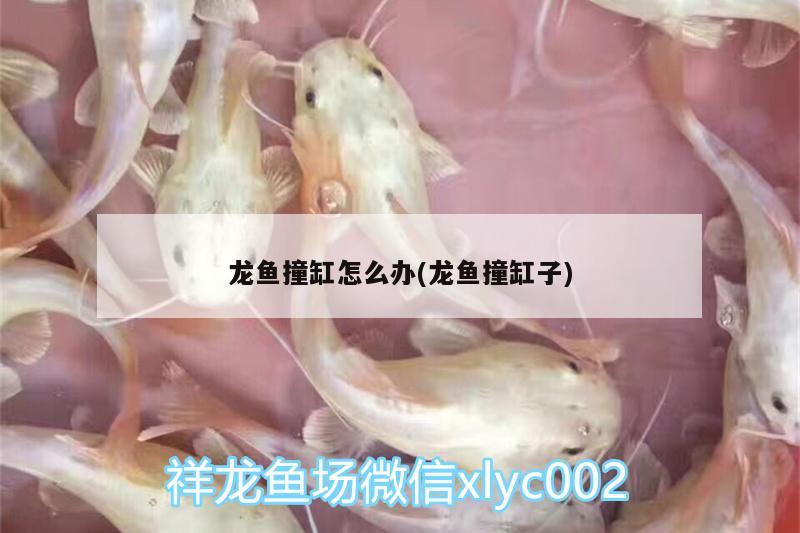 龍魚撞缸怎么辦(龍魚撞缸子)