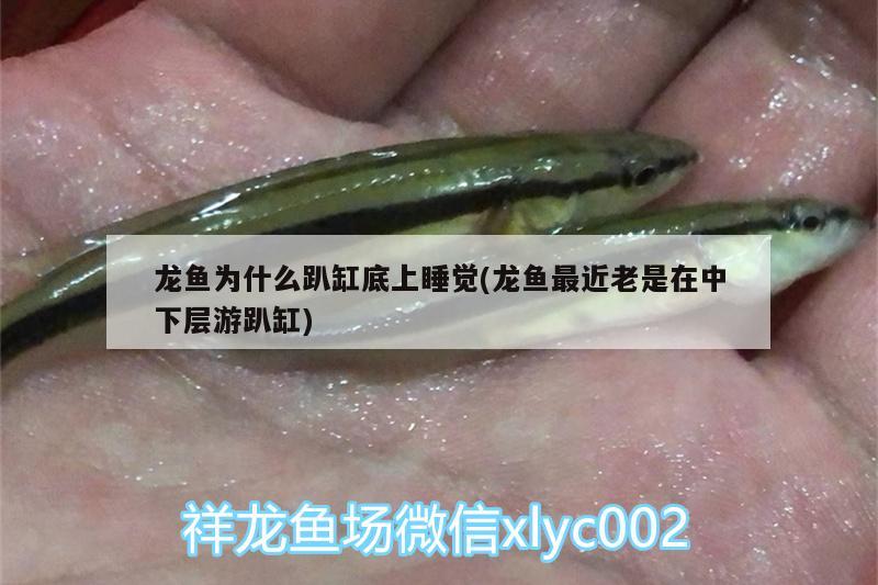 a級紅馬羅漢魚退沙