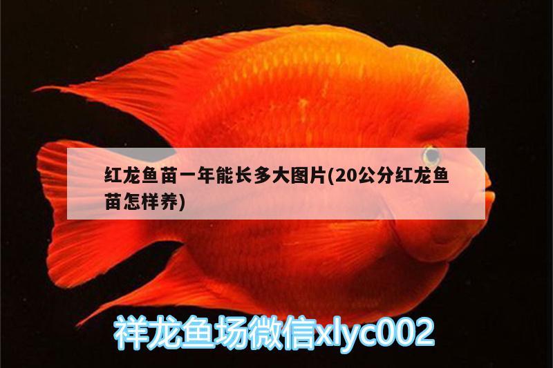 紅龍魚(yú)苗一年能長(zhǎng)多大圖片(20公分紅龍魚(yú)苗怎樣養(yǎng))