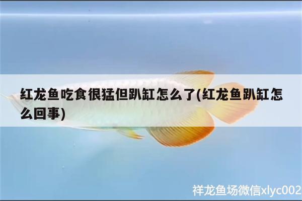 紅龍魚吃食很猛但趴缸怎么了(紅龍魚趴缸怎么回事) 黃金鴨嘴魚