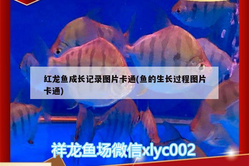 魚缸藍水底怎么做過濾(海水魚缸用什么過濾) 海水魚 第1張