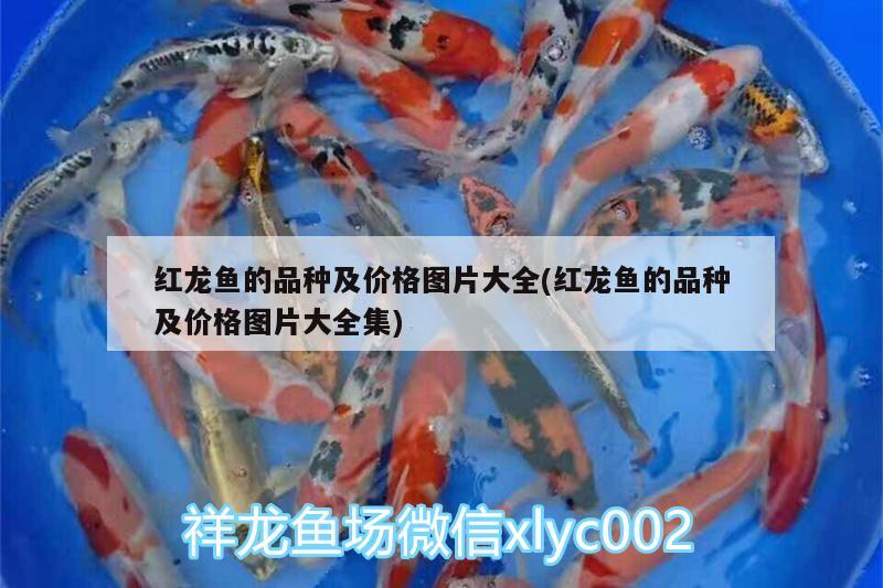 紅龍魚(yú)的品種及價(jià)格圖片大全(紅龍魚(yú)的品種及價(jià)格圖片大全集)