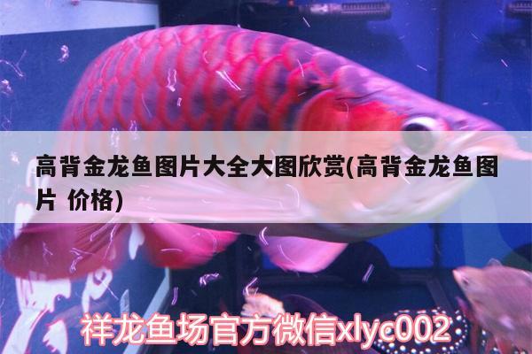 高背金龍魚圖片大全大圖欣賞(高背金龍魚圖片價格) 高背金龍魚