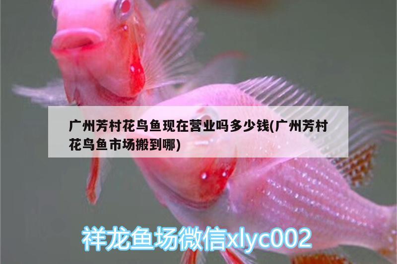 廣州芳村花鳥(niǎo)魚(yú)現(xiàn)在營(yíng)業(yè)嗎多少錢(廣州芳村花鳥(niǎo)魚(yú)市場(chǎng)搬到哪)