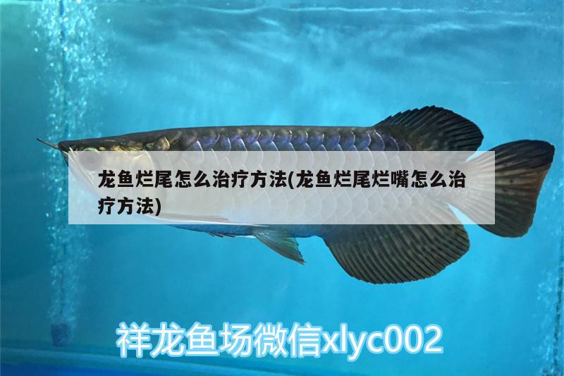 龍魚爛尾怎么治療方法(龍魚爛尾爛嘴怎么治療方法) 野彩魚