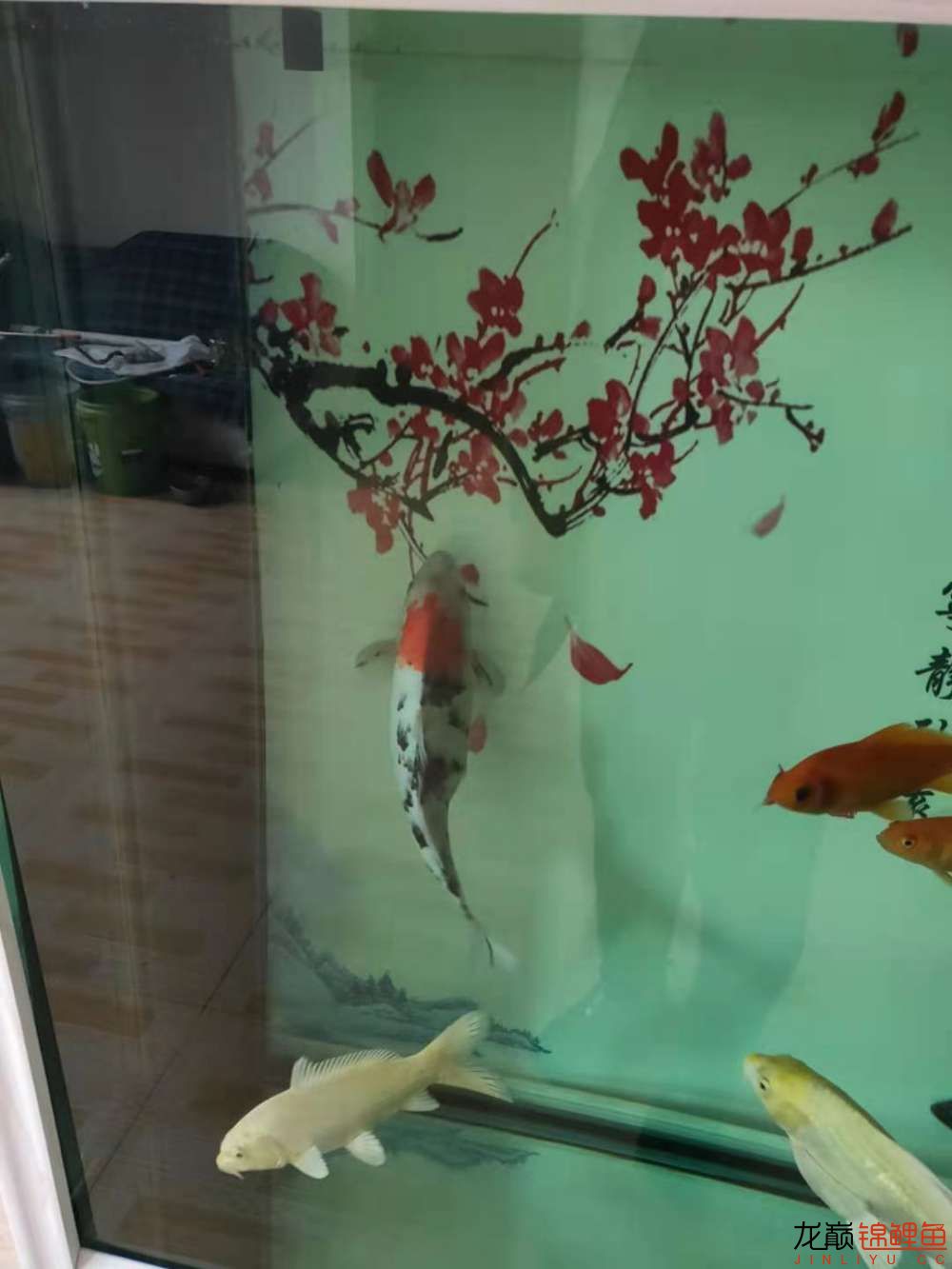 文山壯族苗族自治州水族館:個人歡喜水有點渾 紅白錦鯉魚 第1張