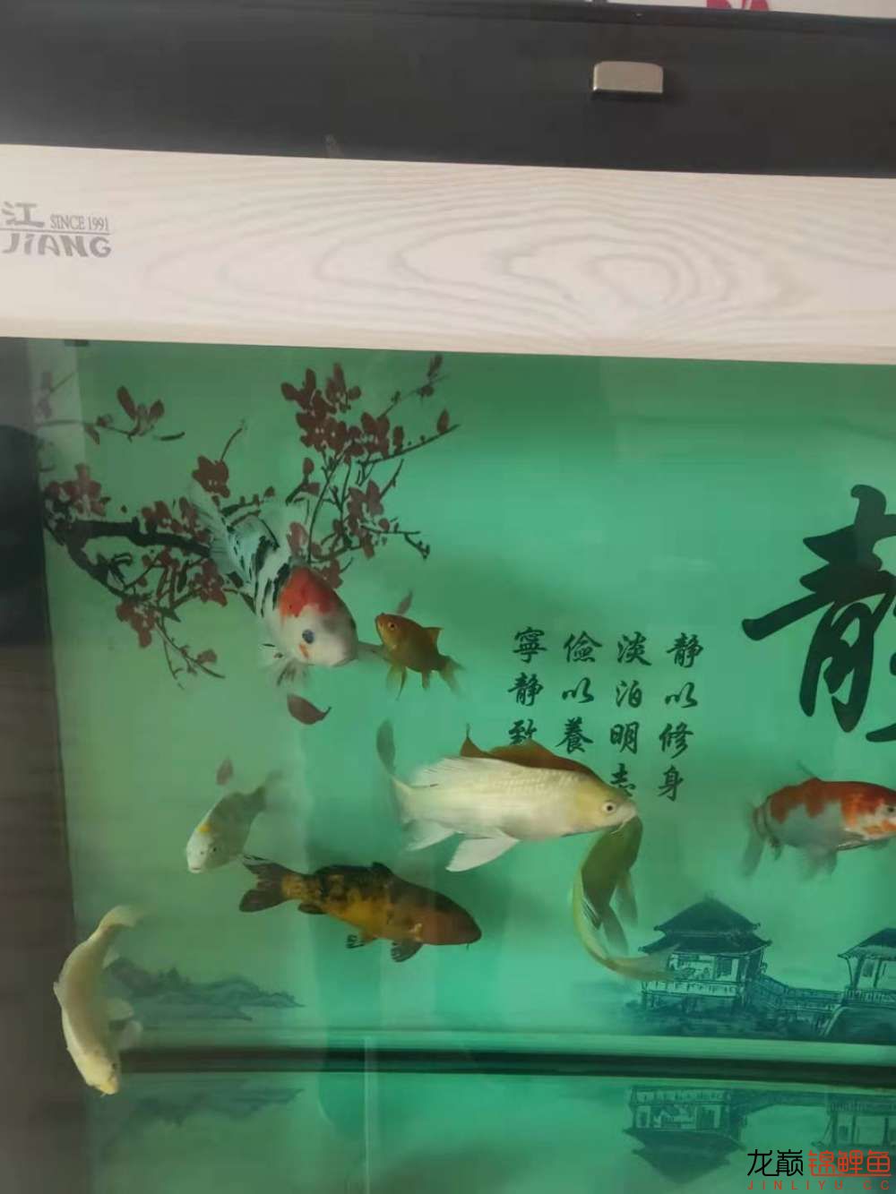 NEO魚(yú)缸遙控照明沒(méi)用（1800塊，買什么手機(jī)最好） 魚(yú)缸清潔用具