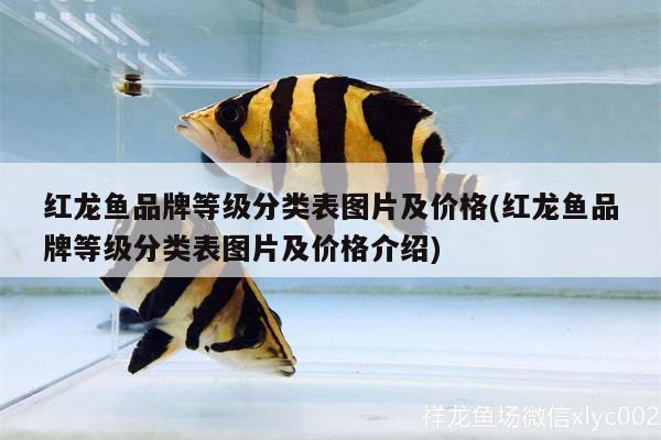 四川觀賞魚漁場(chǎng)地址電話多少（四川魚種場(chǎng)） 觀賞魚批發(fā) 第3張