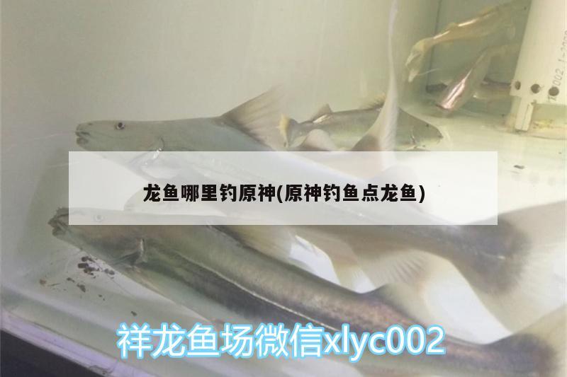 龍魚(yú)哪里釣原神(原神釣魚(yú)點(diǎn)龍魚(yú)) 垂釣樂(lè)園