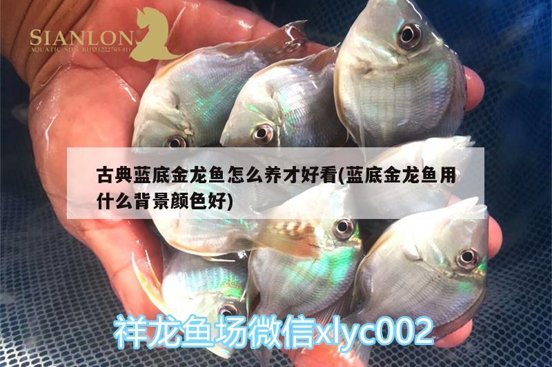 古典藍(lán)底金龍魚怎么養(yǎng)才好看(藍(lán)底金龍魚用什么背景顏色好) 龍魚專用燈