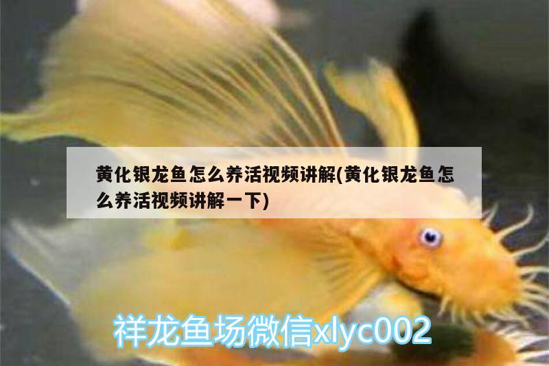 黃化銀龍魚怎么養(yǎng)活視頻講解(黃化銀龍魚怎么養(yǎng)活視頻講解一下)