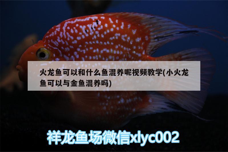 火龍魚可以和什么魚混養(yǎng)呢視頻教學(xué)(小火龍魚可以與金魚混養(yǎng)嗎) 黃金斑馬魚