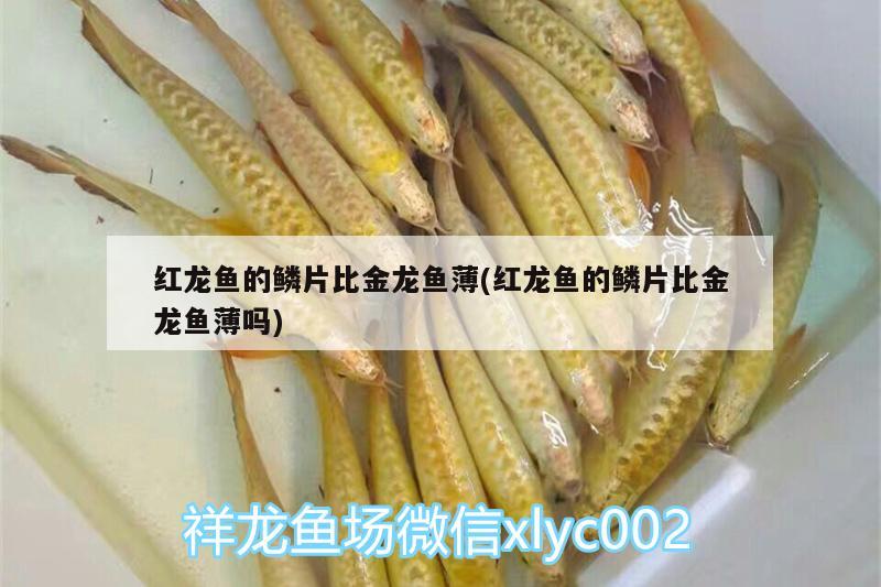 紅龍魚(yú)的鱗片比金龍魚(yú)薄(紅龍魚(yú)的鱗片比金龍魚(yú)薄嗎) 朱巴利魚(yú)苗