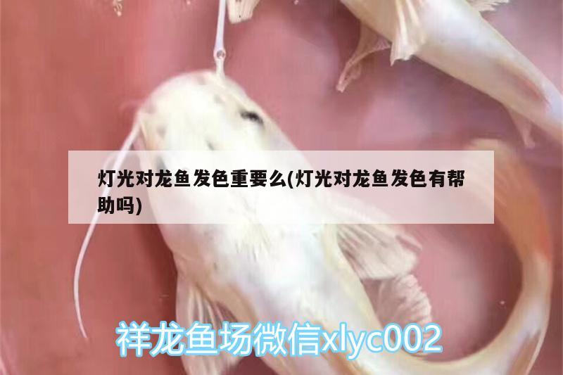 燈光對龍魚發(fā)色重要么(燈光對龍魚發(fā)色有幫助嗎) 黃寬帶蝴蝶魚