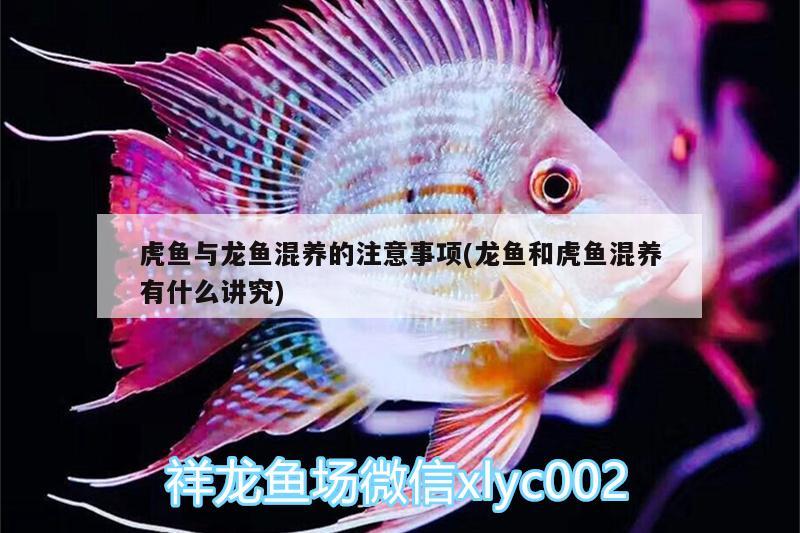 虎魚與龍魚混養(yǎng)的注意事項(龍魚和虎魚混養(yǎng)有什么講究)