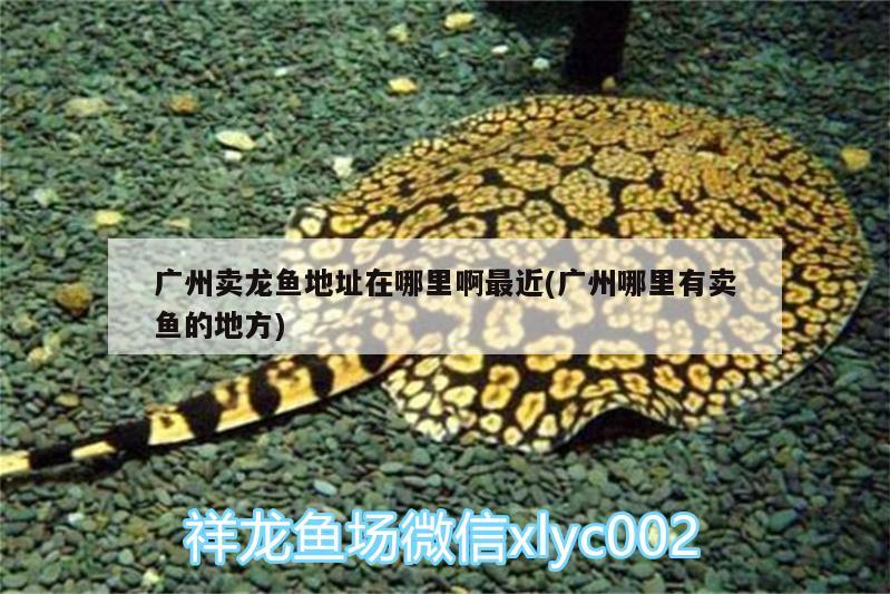 魚缸里放沙子可以嗎，水草缸底砂用巢湖沙好還是陶瓷沙好