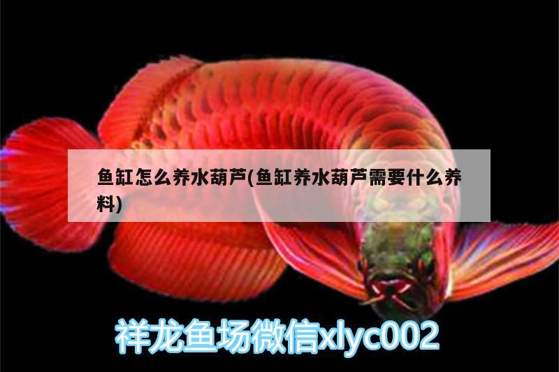 魚缸怎么養(yǎng)水葫蘆(魚缸養(yǎng)水葫蘆需要什么養(yǎng)料)