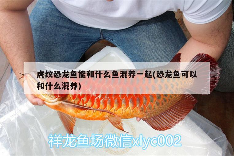 澳門金魚缸（澳門金魚缸是什么）