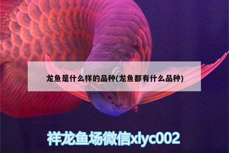 龍魚是什么樣的品種(龍魚都有什么品種) 除藻劑