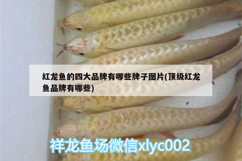 紅龍魚(yú)的四大品牌有哪些牌子圖片(頂級(jí)紅龍魚(yú)品牌有哪些)