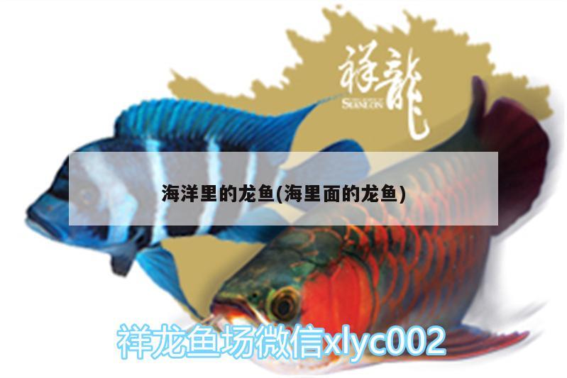 海洋里的龍魚(海里面的龍魚) 觀賞魚水族批發(fā)市場