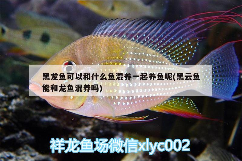 黑龍魚可以和什么魚混養(yǎng)一起養(yǎng)魚呢(黑云魚能和龍魚混養(yǎng)嗎) 黑云魚 第2張