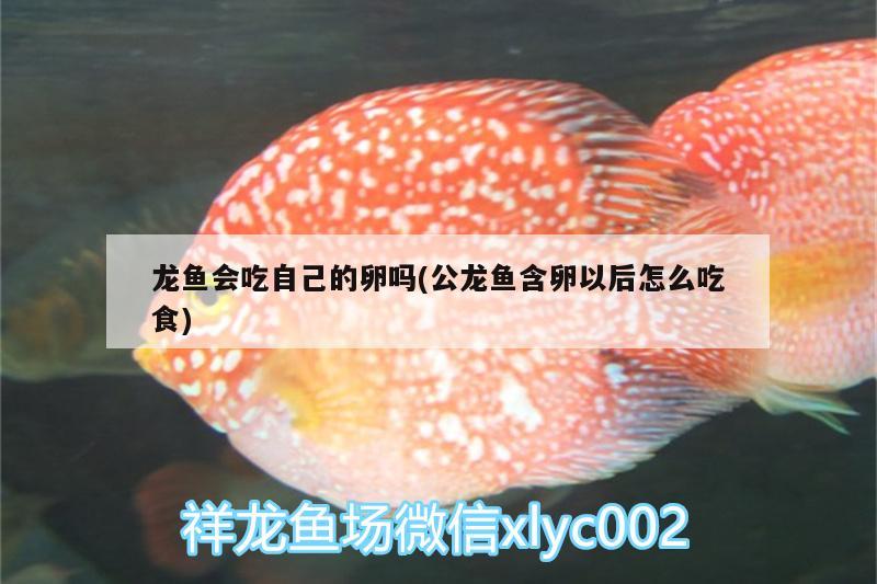 寶雞魚缸二手市場(chǎng)在哪里啊電話(寶雞魚缸二手市場(chǎng)在哪里啊電話多少) 龍魚疾病與治療