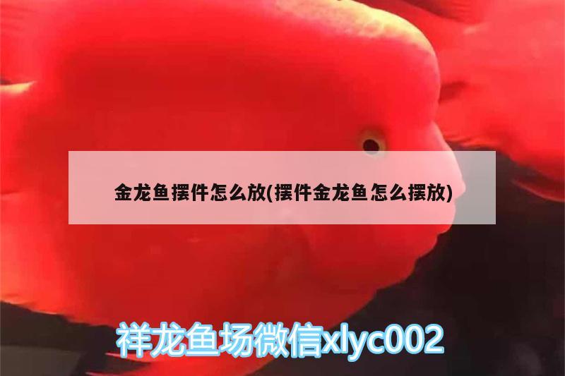 金龍魚擺件怎么放(擺件金龍魚怎么擺放)