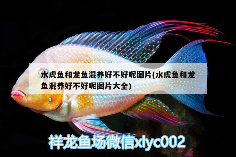 水虎魚和龍魚混養(yǎng)好不好呢圖片(水虎魚和龍魚混養(yǎng)好不好呢圖片大全) 食人魚（水虎）