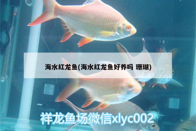 海水紅龍魚(海水紅龍魚好養(yǎng)嗎珊瑚)