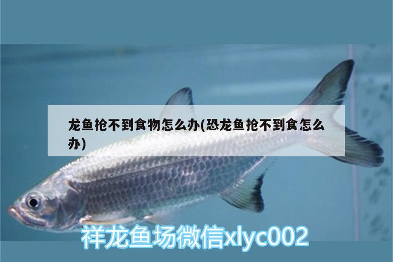 龍魚(yú)搶不到食物怎么辦(恐龍魚(yú)搶不到食怎么辦) 魟魚(yú)百科