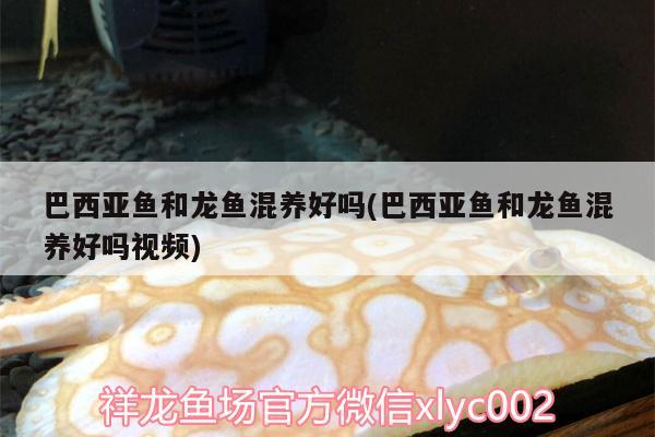 魚缸方缸和長缸哪個好，用什么形狀的魚缸最好