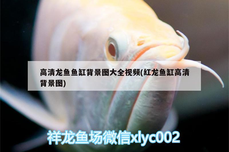 贛州魚缸訂做店地址查詢電話：贛州哪里有賣魚和魚缸的市場