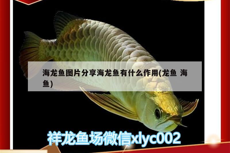 魚(yú)缸容易爆藻怎么辦，魚(yú)缸底的糞便怎么清理