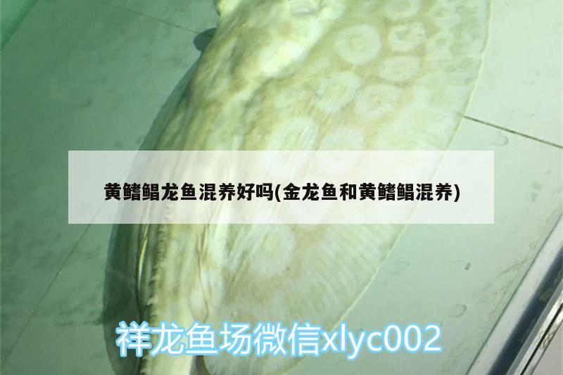 黃鰭鯧龍魚混養(yǎng)好嗎(金龍魚和黃鰭鯧混養(yǎng)) 黃鰭鯧魚