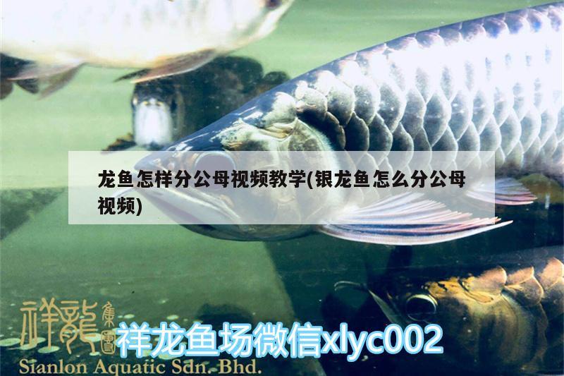 龍魚怎樣分公母視頻教學(xué)(銀龍魚怎么分公母視頻) 銀龍魚百科