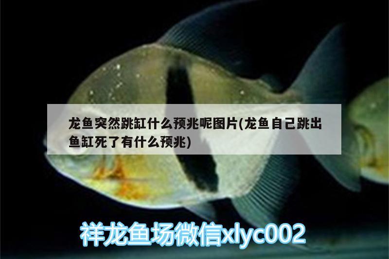 龍魚(yú)突然跳缸什么預(yù)兆呢圖片(龍魚(yú)自己跳出魚(yú)缸死了有什么預(yù)兆) 埃及神仙魚(yú)