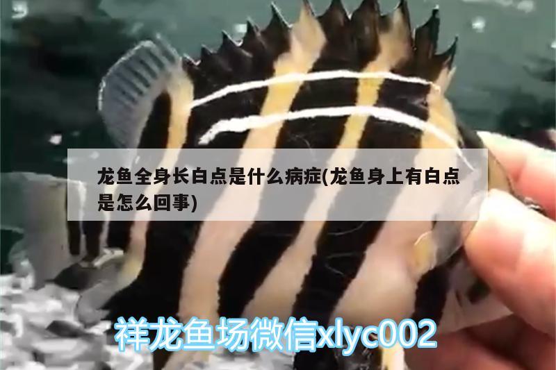 龍魚全身長白點(diǎn)是什么病癥(龍魚身上有白點(diǎn)是怎么回事)