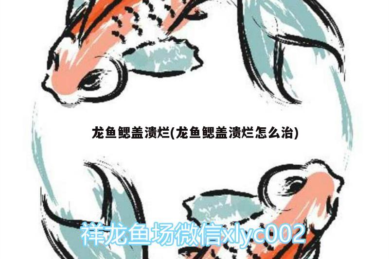 龍魚鰓蓋潰爛(龍魚鰓蓋潰爛怎么治)