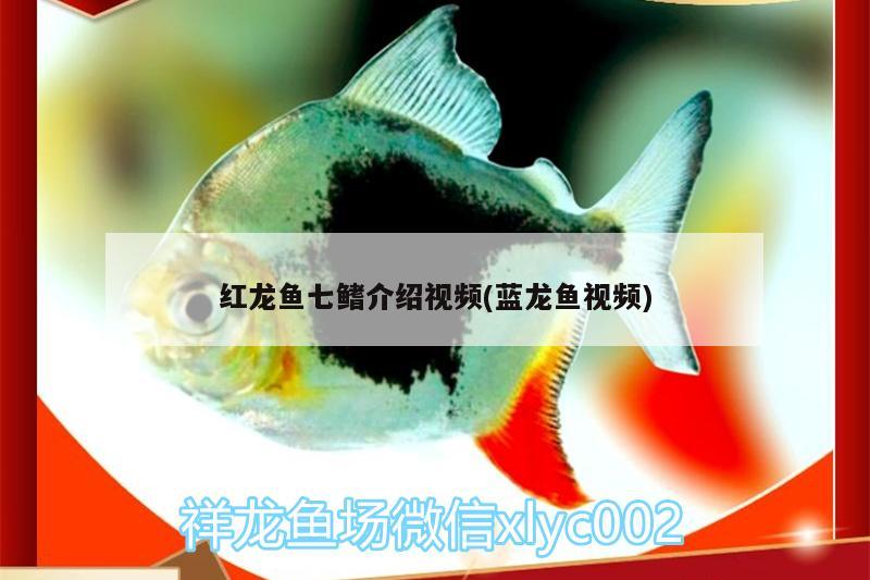 紅龍魚七鰭介紹視頻(藍(lán)龍魚視頻) 喂食器 第2張