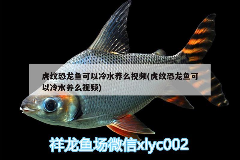 虎紋恐龍魚可以冷水養(yǎng)么視頻(虎紋恐龍魚可以冷水養(yǎng)么視頻) 白子關(guān)刀魚苗